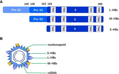 Immune Mechanisms Underlying <mark class="highlighted">Hepatitis B Surface Antigen</mark> Seroclearance in Chronic Hepatitis B Patients With Viral Coinfection